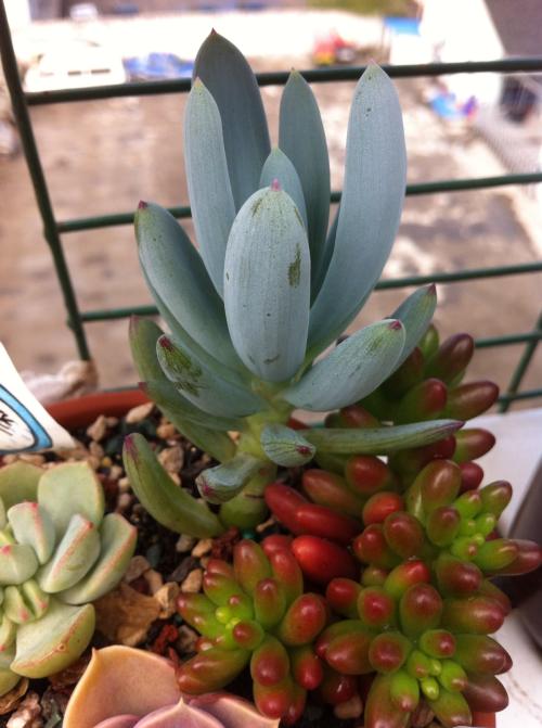 ŷ»׼202111ʱִӢŷЭ