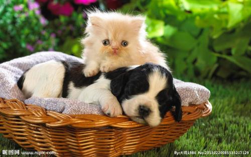 ´óÁ¬ÊÐÖÐСѧ´íʱ´í·å·Å¼Ù Ó×¶ùÔ°Ôªµ©ºóÔÝʱͣ԰