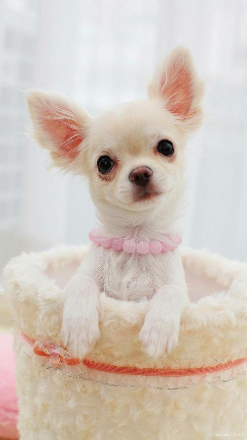 ×ß½øÖ±²¥¼äµÄ¸±Ïس¤ÃÇ£ºÎª¼ÒÏç´úÑÔ,°ÂÁ¦¸ø!