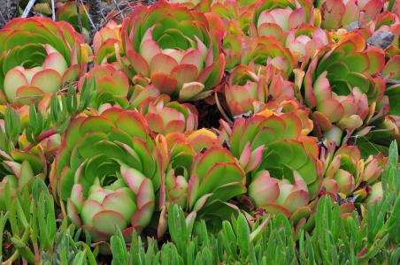 Äê¶Èºº×Ö¿´Ì¨º£ Ãñ½øµ³µ±¾Ö¡°²»ÄÜ˵µÄÃØÃÜ¡±