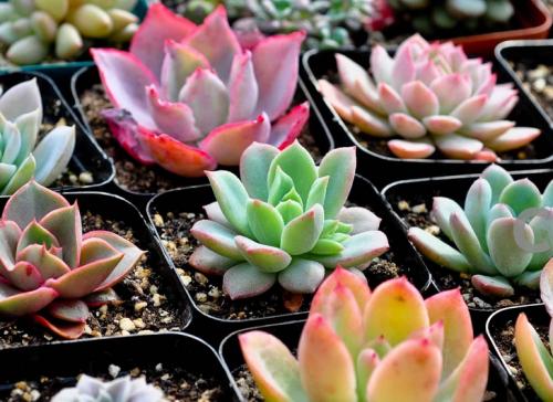 ÑÓ³ÙÍËÐÝ»áÈÃÄêÇáÈ˾ÍÒµ¸üÄÑÂð£¿×¨¼Ò£ºÓ°ÏìÓÐÏÞ